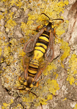 Hornet moth Macro,macrophotography,Close up,Animalia,Arthropoda,Insecta,Lepidoptera,Sesiidae,Sesia apiformis,hornet moth,hornet clearwing,moth,moths,Hornet moth
