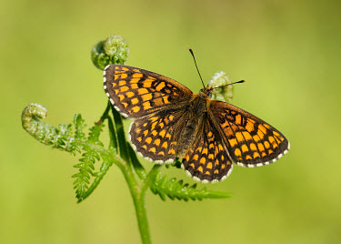 Heath fritillary butterfly,butterflies,Heath fritillary,Mellicta athalia,Lepidoptera,Butterflies, Skippers, Moths,Insects,Insecta,Nymphalidae,Brush-Footed Butterflies,Arthropoda,Arthropods,Mellicta,Europe,Asia,Flying,