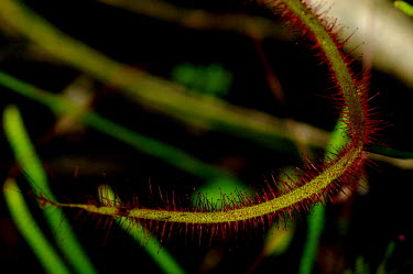 An insectivorous sundew plant - Australia Sundew,Plantae,Angiosperms,Eudicots,Caryophyllales,Droseraceae,Drosera,carnivorous,plant,plants,insectivore,carnivore,Drosera serpens,Magnoliopsida,Dicots,Sundew Family,Drosera adelae latior,Australia