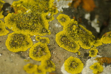 Lichen - Catalonia yellow lichen,lichen,crustose,crustose lichen,yellow crustose lichen,Lichen,Ascomycota,Terrestrial,Fungi,Lecanoromycetes,Desert,Africa,Lecanorales,Photosynthetic,Ramalina,Ramalinaeceae