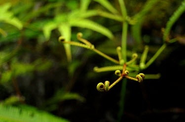 Fern - Borneo Close up,Macro,macrophotography,fern,shoot,sapling,plant,plants,Polypodiopsida,Embryophyta,Plantae,spiral