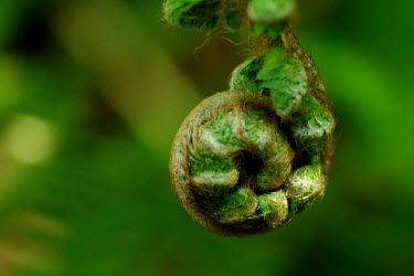 Soft shield-fern sapling ready to unfurl - Spain Soft shield-fern,fern,plant,plants,Plantae,Pteridophyta,Polypodiales,Dryopteridaceae,Polystichum,Polystichum setiferum