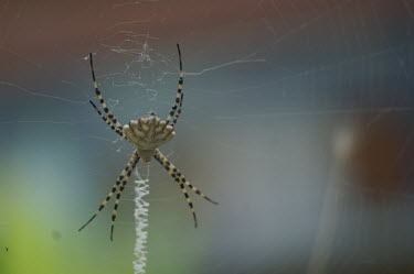 Lobed argiope in it's web - Spain Close up,stripe,Stripes,stripy,striped,coloration,Colouration,Macro,macrophotography,Abdomen,abdominal,ab,abs,patterns,patterned,Pattern,blur,selective focus,blurry,depth of field,Shallow focus,blurre