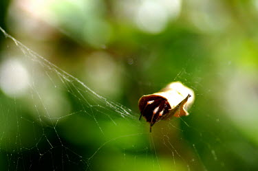 Leaf curling spider - Australia Lair,Close up,cob web,spider web,Web,webs,spiderweb,cobweb,blur,selective focus,blurry,depth of field,Shallow focus,blurred,soft focus,Macro,macrophotography,spider,spiders,Animalia,Arthropoda,Arachni