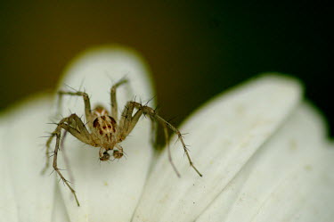 Lynx spider on a white flower - Australia spider,spiders,Animalia,Arthropoda,Arachnida,Araneae,Oxyopidae,lynx spider,Oxyopes,Clubiona subsultans