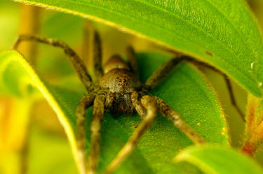 Spider on a leaf - Vietnam Close up,Macro,macrophotography,predation,hunt,hunter,stalking,Hunting,stalker,hungry,stalk,hunger,spider,spiders,Animalia,Arthropoda,Arachnida,Araneae,Clubiona subsultans