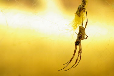 Orb spider - Australia Macro,macrophotography,Close up,cob web,spider web,Web,webs,spiderweb,cobweb,Yellow background,Animalia,Arthropoda,Arachnida,Araneae,Nephilidae,spider,orb spider,spiders,web