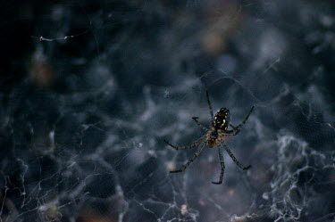 Spider in its web - Australia Macro,macrophotography,cob web,spider web,Web,webs,spiderweb,cobweb,Close up,Animalia,Arthropoda,Arachnida,Araneae,spider,spiders,web