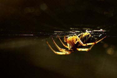 Spider illuminated in sunlight - Catalonia Close up,cob web,spider web,Web,webs,spiderweb,cobweb,Macro,macrophotography,Animalia,Arthropoda,Arachnida,Araneae,spider,spiders,web