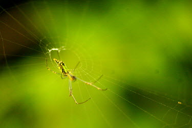Orb spider - Vietnam cob web,spider web,Web,webs,spiderweb,cobweb,Close up,Green background,Macro,macrophotography,Animalia,Arthropoda,Arachnida,Araneae,Nephilidae,spider,orb spider,spiders,web