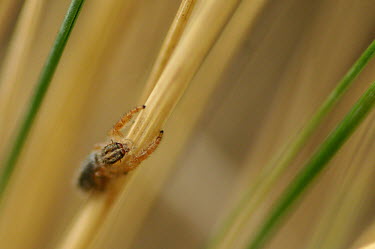 Jumping spider, Trite longula - Australia Close up,Macro,macrophotography,spider,spiders,Animalia,Arthropoda,Arachnida,Araneae,Salticidae,Trite longula