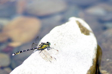 Dragonfly resting on a rock - Australia Basking,sunbathing,bask,sunbathe,Macro,macrophotography,wings,wing,winged,Close up,resting,rested,rest,Animalia,Arthropoda,Insecta,Odonata,dragonfly,dragonflies,clubtail,insect,insects