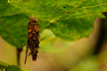 Bagworm moth - Australia hidden,crypsis,Camouflage,camo,disguise,disguised,camouflaged,Macro,macrophotography,Close up,coloration,Colouration,Bagworm moth,bagworm,bagmoth,case moth,moth,moths,Animalia,Arthropoda,Insecta,Lepid