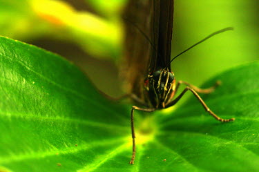 Butterfly - Butterfly Wonderland, USA Macro,macrophotography,Close up,Animalia,Arthropoda,Insecta,Lepidoptera,butterfly,butterflies,insect,insects