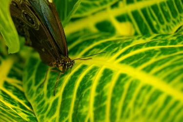 Butterfly - Butterfly Wonderland, USA Animalia,Arthropoda,Insecta,Lepidoptera,butterfly,butterflies,insect,insects