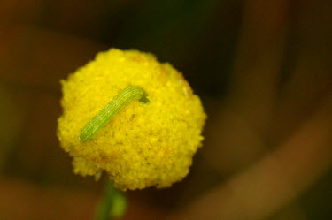 A green caterpillar on a small yellow flower - Australia Macro,macrophotography,Stage,Close up,caterpillars,Caterpillar,Animalia,Arthropoda,Insecta,Lepidoptera,caterpillar,larvae,larval,larva,insect,insects,invertebrate,invertebrates