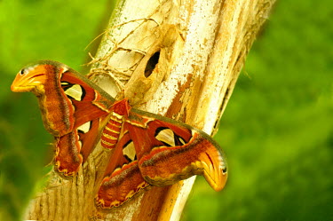 Atlas moth - Butterfly Wonderland, USA Atlas moth,Animalia,Arthropoda,Insecta,Lepidoptera,Saturniidae,Attacus atlas,moth,moths,wings,insect,insects