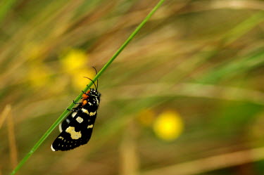 Willow-herb day-moth - Australia Macro,macrophotography,Close up,Willow-herb day-moth,Animalia,Arthropoda,Insecta,Lepidoptera,Noctuidae,Phalaenoides tristifica,moth,moths