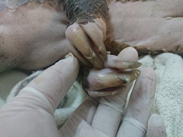 Sunda pangolin at a rescue centre, it's claws show signs of hardship Traditional medicine,Chinese medicine,traditional Chinese medicine,Trafficking,wildlife trafficking,animal trafficking,animal traffic,black market,wildlife traffic,rehabilitated,Rehabilitation,nursed,