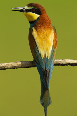 European bee-eater - Africa Green background,colours,color,colors,Colour,Perching,perched,perch,bright colour,bright,Colourful,brightly coloured,colorful,bright colours,Multi-coloured,multicoloured,multi-colored,multicolored,col