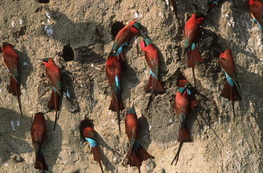 Southern carmine bee-eaters at a nest site - Africa nests,nesting,Nest,Nesting,brooding,nest,clutch,brood,Multi-coloured,multicoloured,multi-colored,colorful,multicolored,colourful,bright colour,bright,Colourful,brightly coloured,bright colours,rouge,R