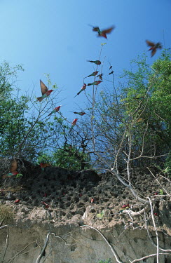 Southern carmine bee-eaters at a nest site - Africa bee-eater,bird,birds,Southern carmine bee-eater,Merops nubicoides,Chordates,Chordata,Aves,Birds,Coraciiformes,Rollers Kingfishers and Allies,Bee-eaters,Meropidae,Guêpier carmin,Forest,nubicoides,Gras
