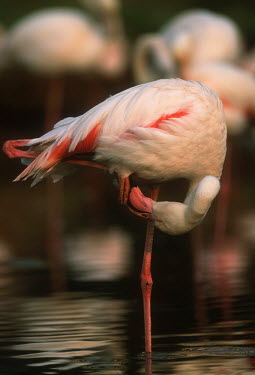 Greater flamingo - South Africa colours,color,colors,Colour,feathers,Feather,pink,Lake,lakes,coloration,Colouration,Aquatic,water,water body,environment,ecosystem,Habitat,flamingo,flamingos,bird,birds,Greater flamingo,Phoenicopterus