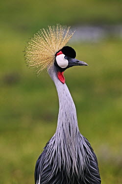 Grey crowned-crane - Kenya Portrait,face picture,face shot,Plumage,plumes,plume,Crown,feathers,Feather,Head,cranium,crane,bird,birds,Grey crowned-crane,Balearica regulorum,Chordates,Chordata,Gruidae,Aves,Birds,Gruiformes,Rails