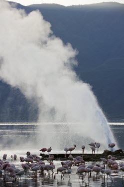 Lake shores of Nakuru and Bogoria filled with thousands of lesser flamingos - Kenya pink,colours,color,colors,Colour,Lake,lakes,Aquatic,water,water body,Colonisation,Colony,Colonial,coloration,Colouration,environment,ecosystem,Habitat,flamingo,flamingos,bird,birds,Lesser flamingo,Pho