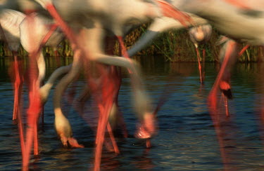 Greater flamingo - South Africa flamingo,flamingos,bird,birds,Greater flamingo,Phoenicopterus roseus,Ciconiiformes,Herons Ibises Storks and Vultures,Chordates,Chordata,Phoenicopteridae,Flamingos,Phoenicopteriformes,Aves,Birds,pink f