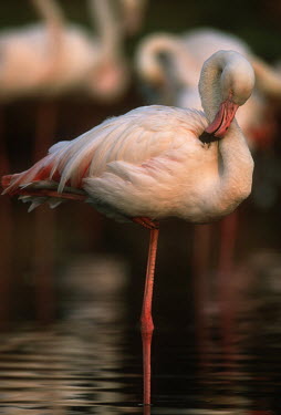 Greater flamingo - South Africa coloration,Colouration,Lake,lakes,feathers,Feather,pink,colours,color,colors,Colour,Aquatic,water,water body,environment,ecosystem,Habitat,flamingo,flamingos,bird,birds,Greater flamingo,Phoenicopterus