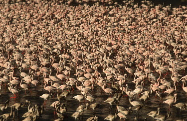 A flamboyance of lesser flamingos - Kenya migration,migrate,Migratory,travel,environment,ecosystem,Habitat,Aquatic,water,water body,Lake,lakes,Colonisation,Colony,Colonial,flamingo,flamingos,bird,birds,Lesser flamingo,Phoenicopterus minor,Cic