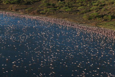 Lake shores of Nakuru and Bogoria filled with thousands of lesser flamingos - Kenya flamingo,flamingos,bird,birds,Lesser flamingo,Phoenicopterus minor,Ciconiiformes,Herons Ibises Storks and Vultures,Flamingos,Phoenicopteriformes,Chordates,Chordata,Phoenicopteridae,Aves,Birds,Flamenco