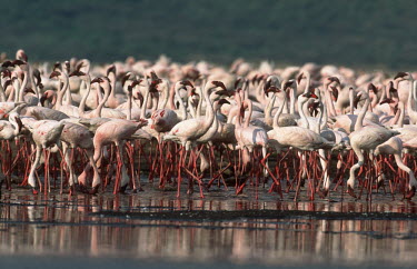 A flamboyance of lesser flamingos - Kenya flamingo,flamingos,bird,birds,Lesser flamingo,Phoenicopterus minor,Ciconiiformes,Herons Ibises Storks and Vultures,Flamingos,Phoenicopteriformes,Chordates,Chordata,Phoenicopteridae,Aves,Birds,Flamenco