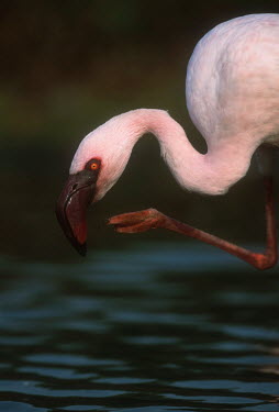 Lesser flamingo - Kenya environment,ecosystem,Habitat,Pink background,Lake,lakes,feathers,Feather,Aquatic,water,water body,flamingo,flamingos,bird,birds,Lesser flamingo,Phoenicopterus minor,Ciconiiformes,Herons Ibises Storks