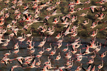 Lesser flamingos flock in their thousands, known as a flamboyance - Kenya flamingo,flamingos,bird,birds,Lesser flamingo,Phoenicopterus minor,Ciconiiformes,Herons Ibises Storks and Vultures,Flamingos,Phoenicopteriformes,Chordates,Chordata,Phoenicopteridae,Aves,Birds,Flamenco