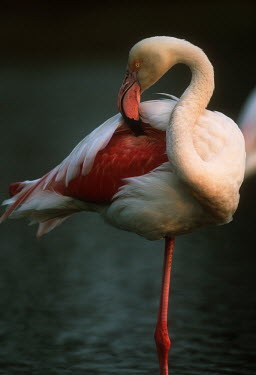 Greater flamingo - South Africa flamingo,flamingos,bird,birds,Greater flamingo,Phoenicopterus roseus,Ciconiiformes,Herons Ibises Storks and Vultures,Chordates,Chordata,Phoenicopteridae,Flamingos,Phoenicopteriformes,Aves,Birds,pink f