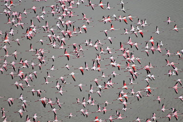 Lesser flamingos flock in their thousands, known as a flamboyance - Kenya colours,color,colors,Colour,environment,ecosystem,Habitat,Colonisation,Colony,Colonial,pink,coloration,Colouration,Aquatic,water,water body,migration,migrate,Migratory,travel,in-air,in flight,flight,i