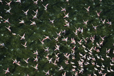 Lesser flamingos flock in their thousands, known as a flamboyance - Kenya environment,ecosystem,Habitat,Lake,lakes,colours,color,colors,Colour,Aquatic,water,water body,elevated view,Aerial,coloration,Colouration,Colonisation,Colony,Colonial,pink,migration,migrate,Migratory,