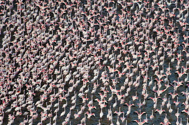 Lesser flamingos flock in their thousands, known as a flamboyance - Kenya migration,migrate,Migratory,travel,Aquatic,water,water body,Lake,lakes,environment,ecosystem,Habitat,pink,colours,color,colors,Colour,Colonisation,Colony,Colonial,elevated view,Aerial,coloration,Colou