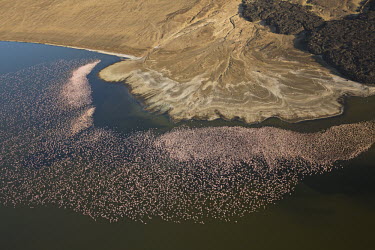 Lake shores of Nakuru and Bogoria filled with thousands of lesser flamingos - Kenya elevated view,Aerial,colours,color,colors,Colour,pink,Colonisation,Colony,Colonial,coloration,Colouration,wilderness,Landscape,migration,migrate,Migratory,travel,flamingo,flamingos,bird,birds,Lesser f