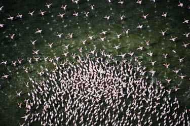 Lesser flamingos flock in their thousands, known as a flamboyance - Kenya pink,colours,color,colors,Colour,Aquatic,water,water body,coloration,Colouration,Lake,lakes,migration,migrate,Migratory,travel,environment,ecosystem,Habitat,Colonisation,Colony,Colonial,elevated view,