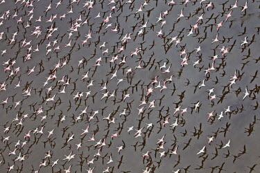 Lesser flamingos flock in their thousands, known as a flamboyance - Kenya flamingo,flamingos,bird,birds,Lesser flamingo,Phoenicopterus minor,Ciconiiformes,Herons Ibises Storks and Vultures,Flamingos,Phoenicopteriformes,Chordates,Chordata,Phoenicopteridae,Aves,Birds,Flamenco