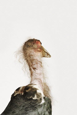 Marabou stork - Africa face,Portrait,face picture,face shot,Bill,bills,feathers,Feather,Mouth,mouthpart,mouths,mouthparts,Facial portrait,White background,Plumage,plumes,plume,nothing,plain background,nothing in background,