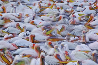 Flock of great white pelican - Kenya Close up,environment,ecosystem,Habitat,Lake,lakes,Colonisation,Colony,Colonial,Aquatic,water,water body,migration,migrate,Migratory,travel,pelican,bird,birds,Great white pelican,Pelecanus onocrotalus,