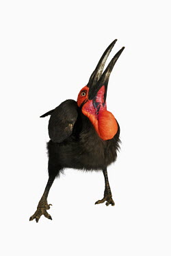 Southern ground-hornbill Mouth,mouthpart,mouths,mouthparts,Bill,bills,Close up,Portrait,face picture,face shot,face,White background,Facial portrait,nothing,plain background,nothing in background,Plain,blank background,blank,