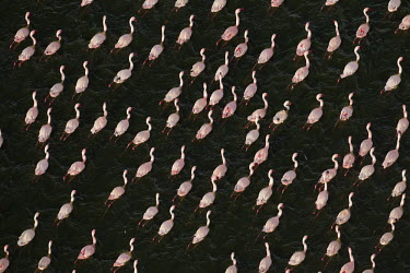 Lesser flamingos flock in their thousands, known as a flamboyance - Kenya coloration,Colouration,Colonisation,Colony,Colonial,environment,ecosystem,Habitat,Lake,lakes,Aquatic,water,water body,pink,colours,color,colors,Colour,elevated view,Aerial,migration,migrate,Migratory,