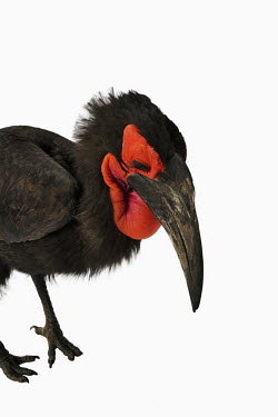 Southern ground-hornbill face,Portrait,face picture,face shot,Close up,Bill,bills,nothing,plain background,nothing in background,Plain,blank background,blank,White background,Mouth,mouthpart,mouths,mouthparts,Facial portrait,