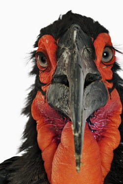 Southern ground-hornbill Portrait,face picture,face shot,Close up,Bill,bills,Mouth,mouthpart,mouths,mouthparts,White background,face,Facial portrait,nothing,plain background,nothing in background,Plain,blank background,blank,