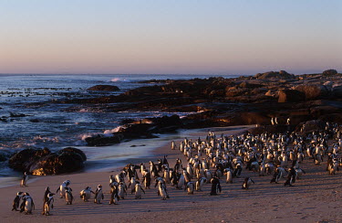 A colony of African penguins - South Africa penguin,aquatic bird,bird,birds,penguins,African penguin,Spheniscus demersus,Aves,Birds,Chordates,Chordata,Sphenisciformes,Penguins,Spheniscidae,jackass penguin,black-footed penguin,Ping�ino del Cabo,